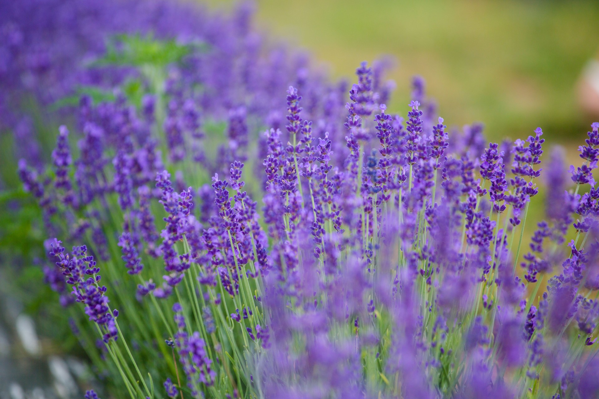 lavender flowers